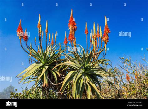 Aloe Vera in flower at Gods Window in the Blyde River Nature Reserve in ...