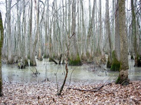 putative ivory-billed woodpecker habitat, Cache River near… | Flickr