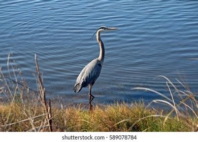 Grey Heron Coast Habitat Stock Photo 589078784 | Shutterstock