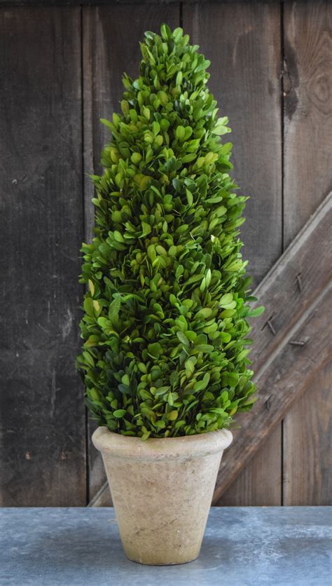 Preserved Boxwood Cone Topiary - 24" | Home Decorative Accents – HOME DECORATIVE ACCENTS