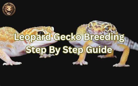 Leopard Gecko Breeding Step By Step Guide – Your Exotic Pets