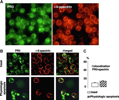 Immunofluorescence and confocal microscopy analysis of PR3 and... | Download Scientific Diagram