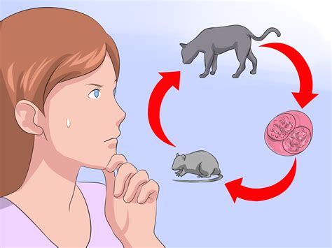 How to Treat Coccidiosis in Cats: Treatment, Medications & More