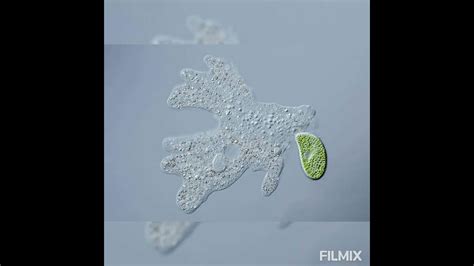 Amoeba proteus =LOCOMOTION = Theories of Amoeboid Movement = 2. SURFACE ...