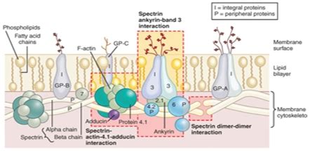 RBC membrane structure.17 Legend: I = Integral Proteins; P = Peripheral ...