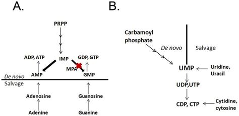 Purine Synthesis Salvage Pathway