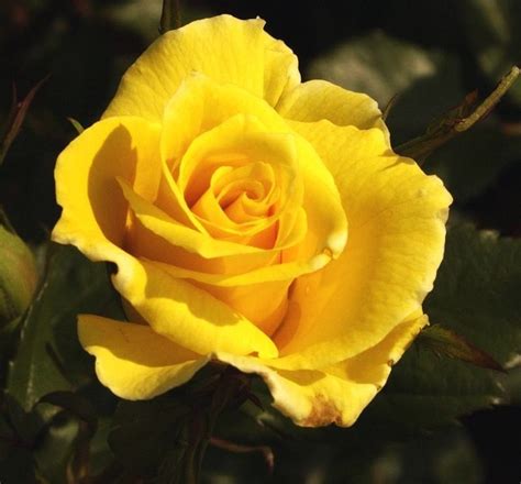 The Yellow Rose of Texas - Roses Image (20105937) - Fanpop