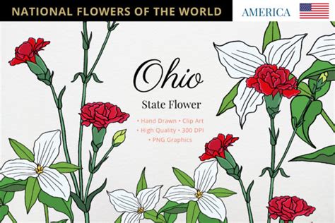 New York State Flower Graphic by Hanatist Studio · Creative Fabrica