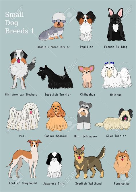 group of small dogs breeds hand drawn chart , #Affiliate, #dogs, #small ...