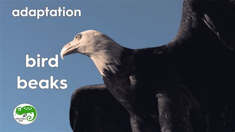 Bird Adaptation: Beaks | Adaptations, Physical adaptations, Classroom videos