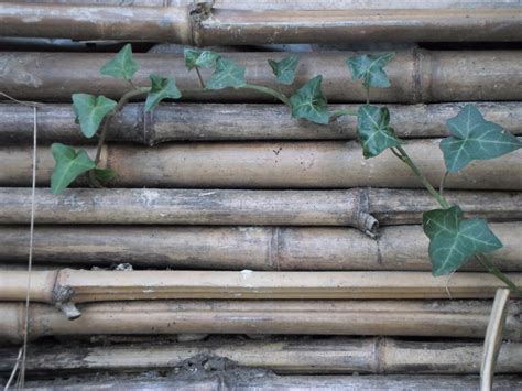 Canisse Thatched Bamboo Slips Free Stock Photo - Public Domain Pictures