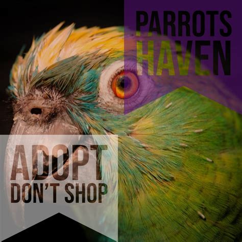 Special needs parrots for adoption – Parrots Haven Rescue