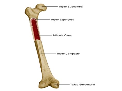 Tejido Oseo: Desarrollo