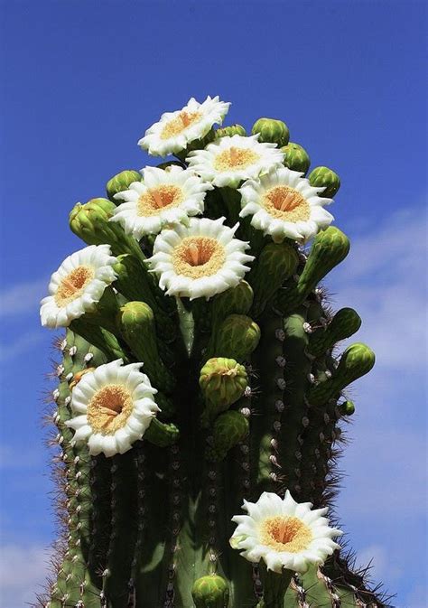 Saguaro Cactus Blossom / Arizona | Cactus, Blooming cactus, Saguaro cactus