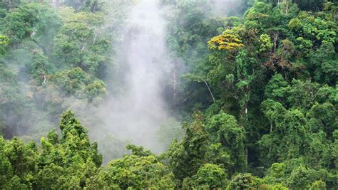 Rainforest Mist Costa Rica 2 Timelapse. Time-Lapse Of Foggy Mist ...