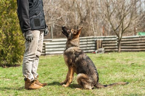 33 German Shepherd Training Commands To Get A Good Boy