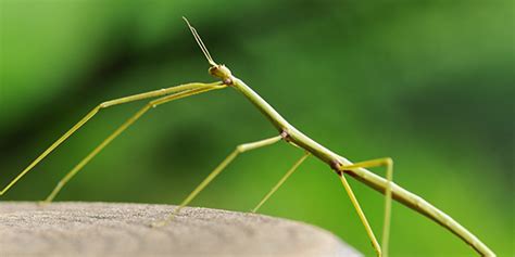 Walking Sticks | National Wildlife Federation