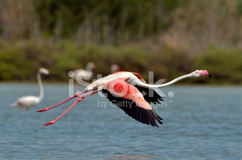 Flamingo Bird In Natural Habitat Stock Photo | Royalty-Free | FreeImages