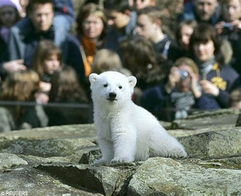 The Life and Death of Knut the Polar Bear (32 pics + video)