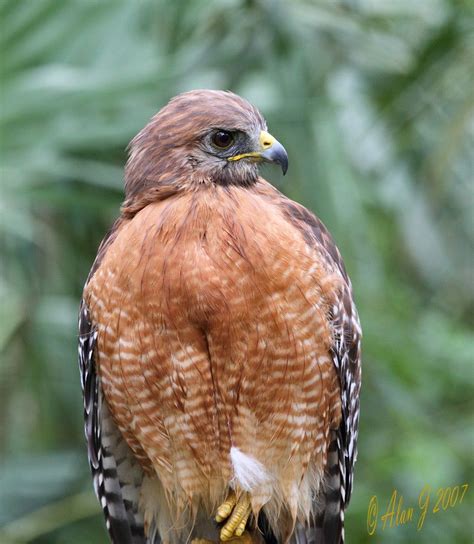 Florida Hawk | Animals, Florida, Wildlife