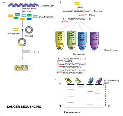 | Sanger sequencing process. (A) Genome DNA is cut into different DNA ...