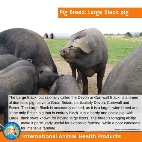 #largeblackpig #largeblack #large #black #blackpig #largepig #pig #boar ...