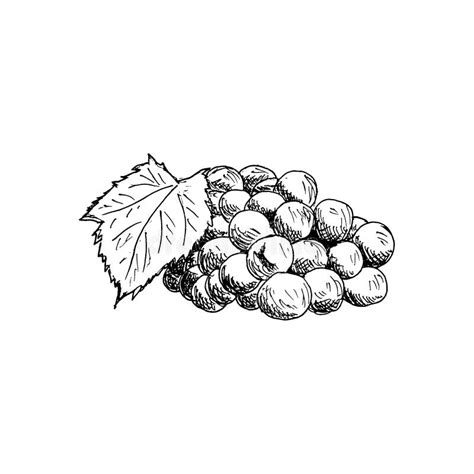 Grape Cluster with Grape Leaf Vintage Hand Drawn Sketch Vector Illustration. Stock Illustration ...