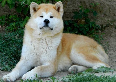 Akita Inu | DOG LOVERS COMMUNITY