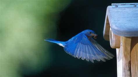 Bluebird Wallpapers - Wallpaper Cave