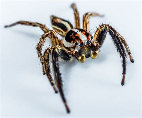 House Spiders | [The 10 Most Common You'll Find]