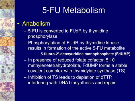 PPT - Introduction to Conventional Chemotherapy PowerPoint Presentation ...