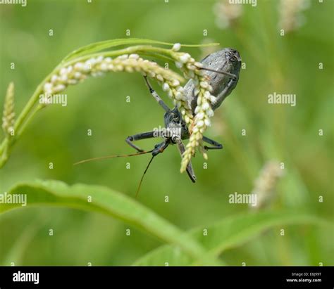 Wheel Bug - Arilus cristatus Stock Photo - Alamy