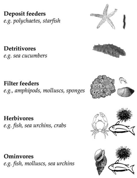 Rhodophyta Examples