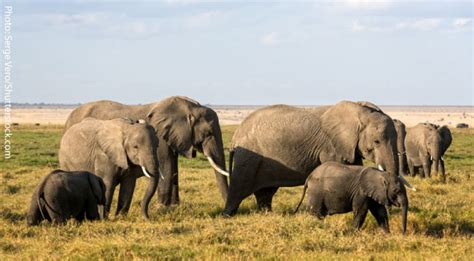 Seeing The Big 5 In Kruger National Park, South Africa