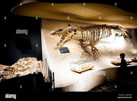 View of boy walking past a mounted Mosasaurus fossil at the Natural History Museum in Maastricht ...