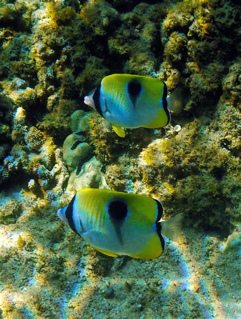 Snorkeling in Kapalua Bay, Maui | Snorkeling in Hawaii