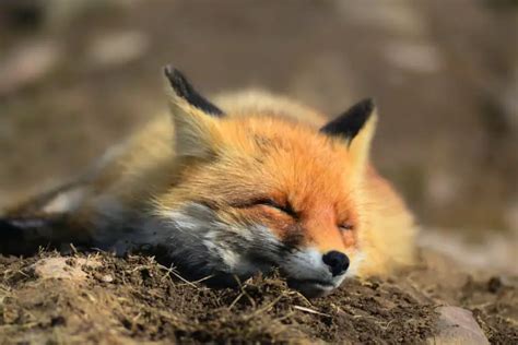 Where do Foxes Sleep? Sleeping Behaviors of Foxes - All Things Foxes