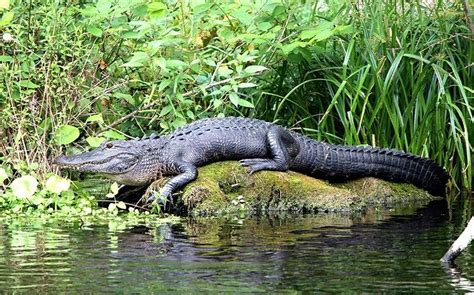 Everglades National Park, Wildlife Tourism in Florida - Traveldigg.com