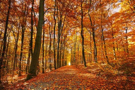 Bright autumn forest stock photo. Image of pathway, beautiful - 61844374