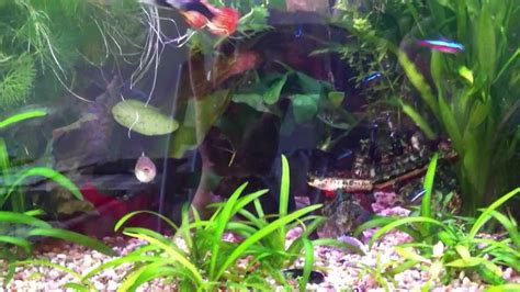 Breeding group of Guppy - YouTube