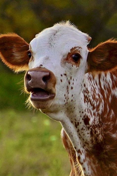 The Wonder of New Life: Adorable Texas Longhorn Calf's First Day # ...