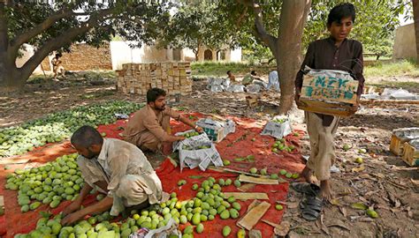 Export gloom sours Pakistan's prized mango season