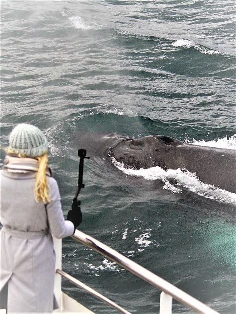 akureyri-whale-watching-portrait