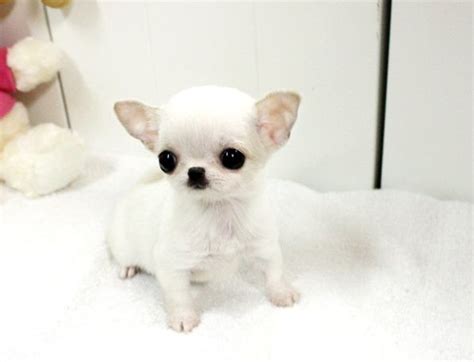 Teacup Applehead Chihuahua For Sale Texas - Pets Lovers