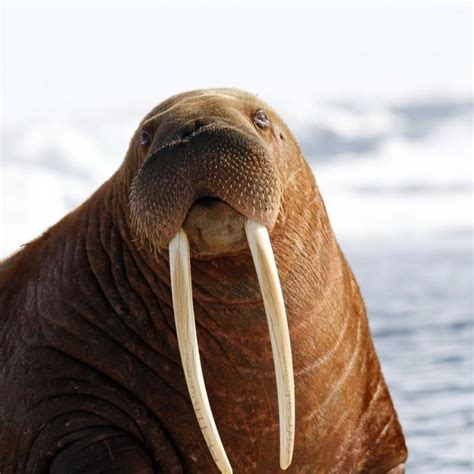 Oceana on Instagram: “DID YOU KNOW? Walrus tusks are actually elongated ...