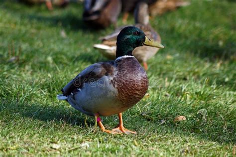 Mallard Duck Drake Portrait Stock Photo - Image of autumnleaf, naturephotography: 115448688