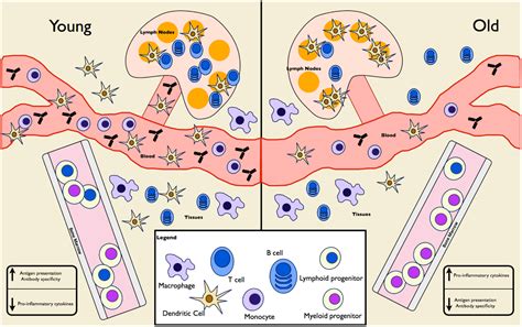 Immunosenescence - Arthritis Rheumatism