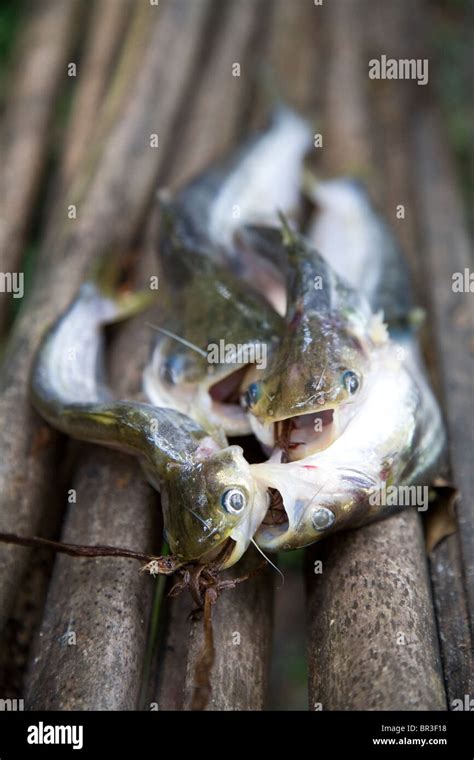 Sapo fish hi-res stock photography and images - Alamy