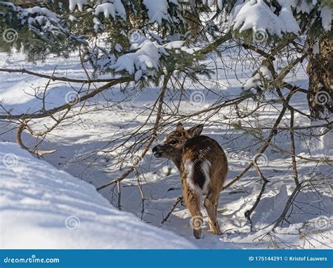 Baby Deer in Snow Covered Forest in Mont Saint Bruno Park, Quebec Stock Image - Image of mammal ...