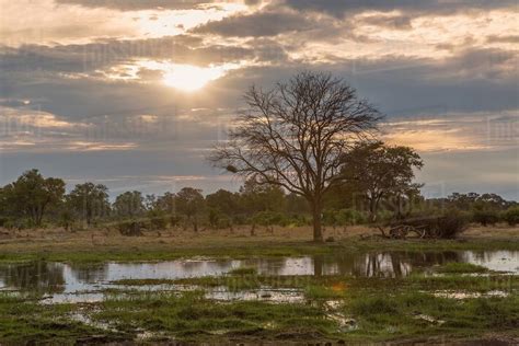 Trees and swamp, Okavango Delta, Chobe National Park, Botswana, Africa ...